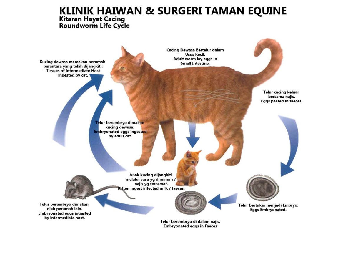 Подкожный клещ у йоркширского терьера