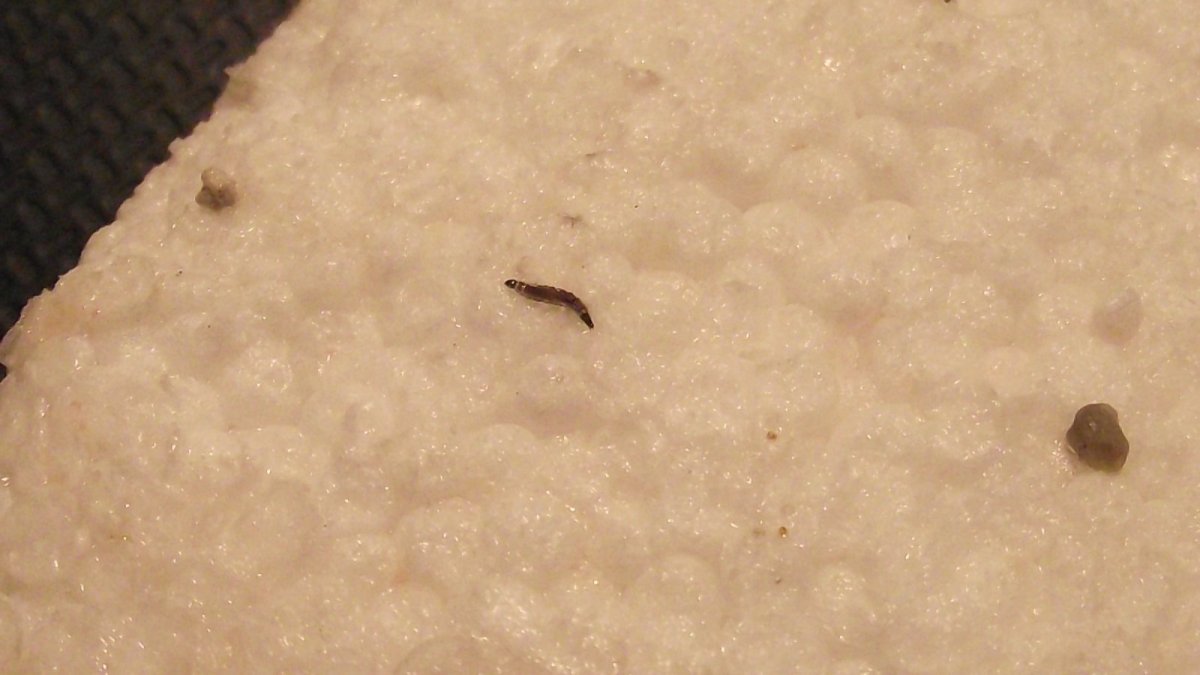 Волосатик (cutaneus Larva Migrans)