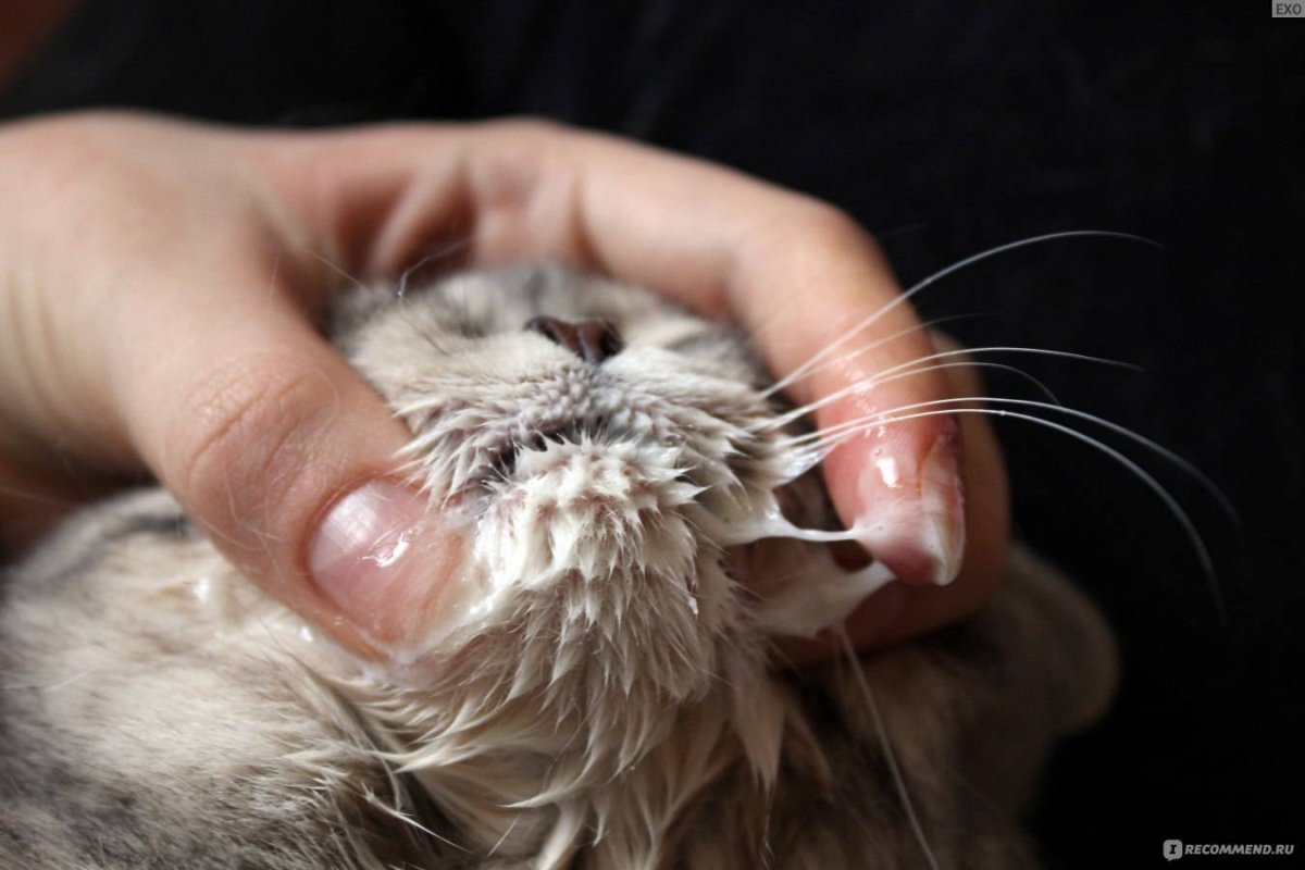 Кошачий взгляд