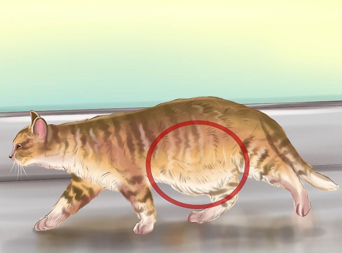 Гельминт аскарида 3д