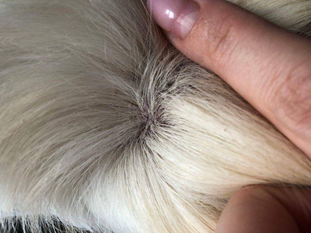 Жизненный цикл глистов у собаки