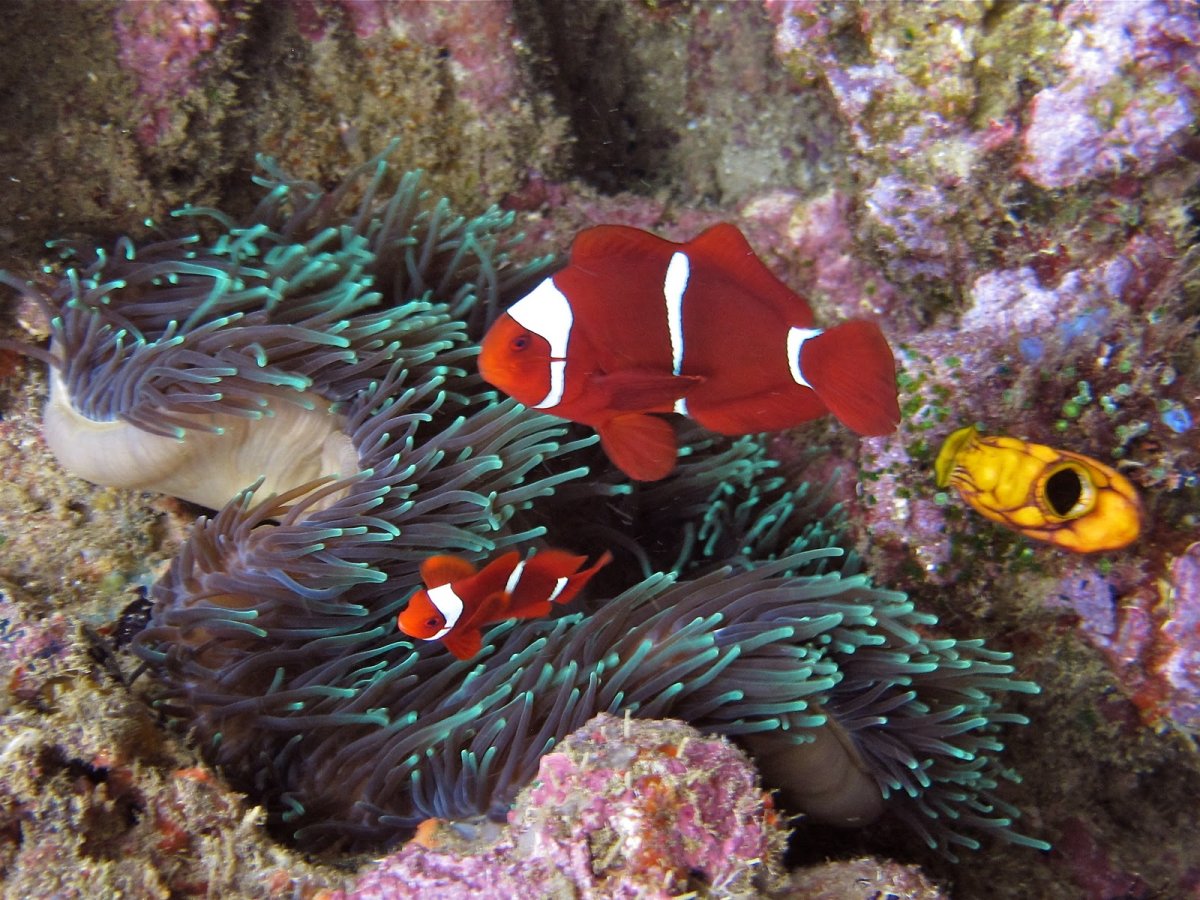 Морские рыбы