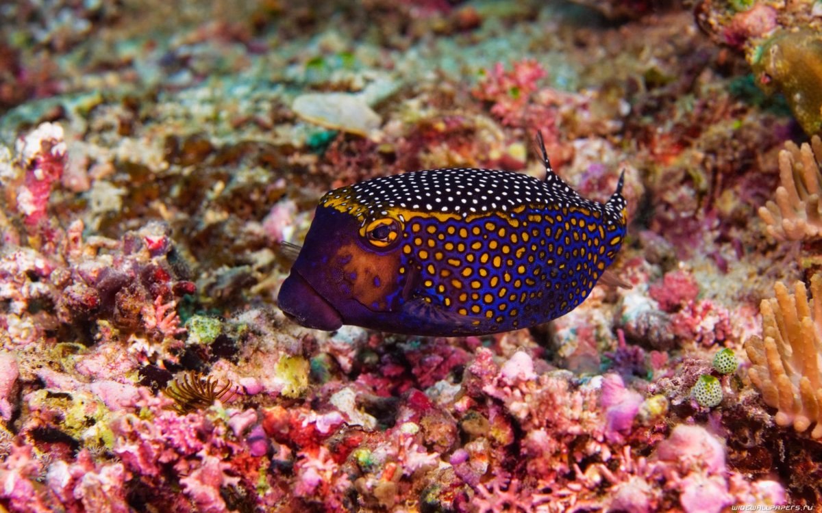 Тропическая морская рыбка