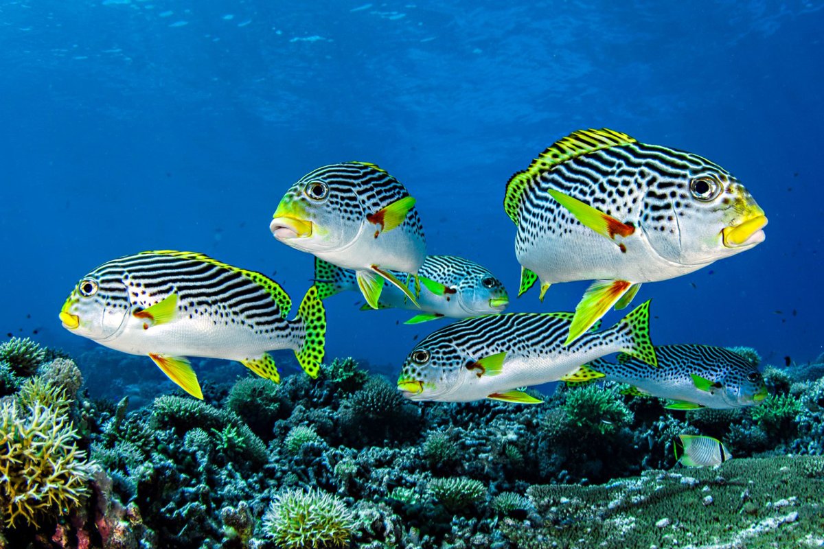 Рыба бабочка коралл коралловое море