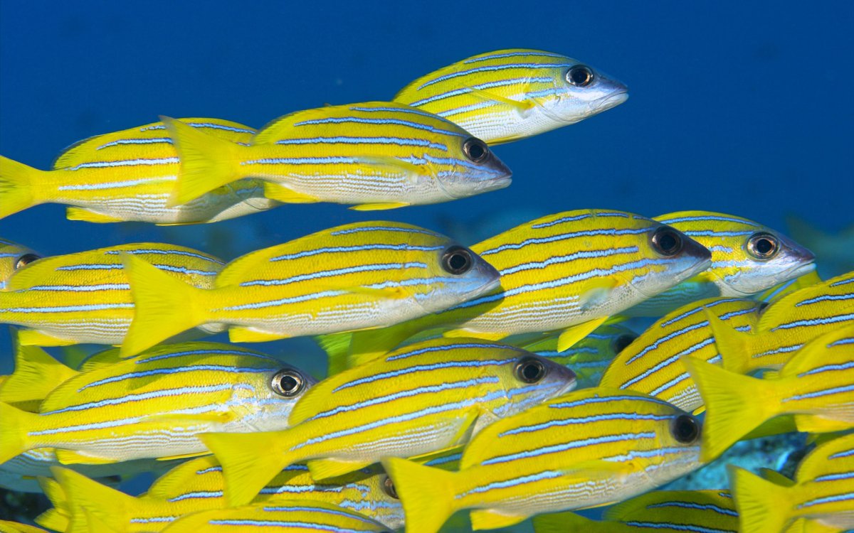 Кораллы с рыбками