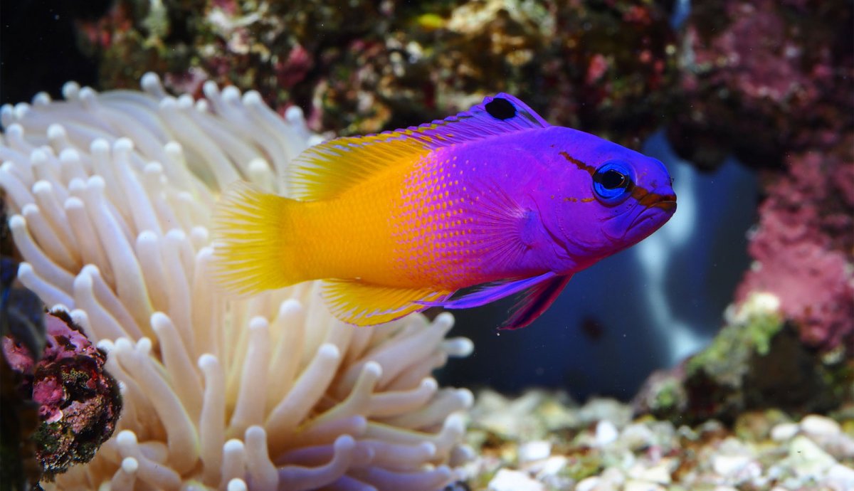 Рифовые рыбы клоун