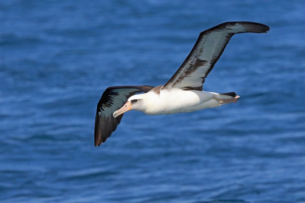 Белошапочный Альбатрос