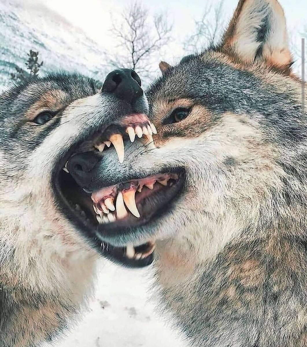 Бешеный волк показывает зубы