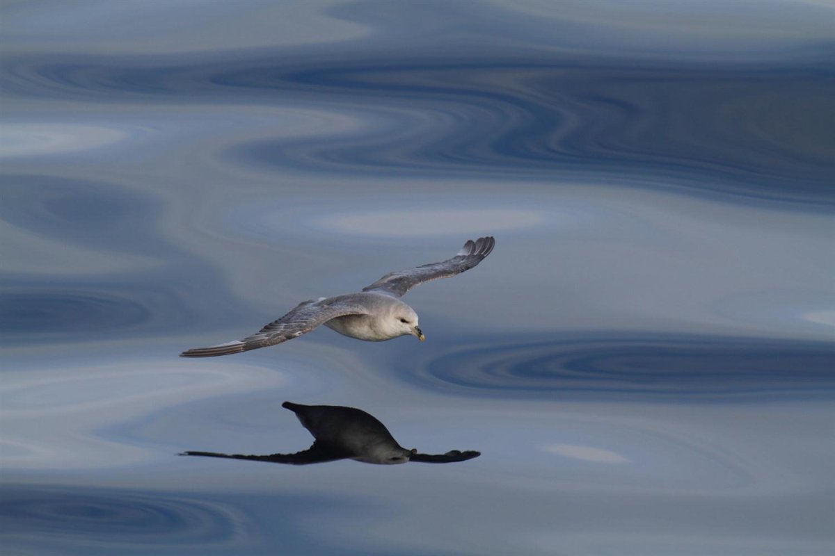 Буревестник на севере