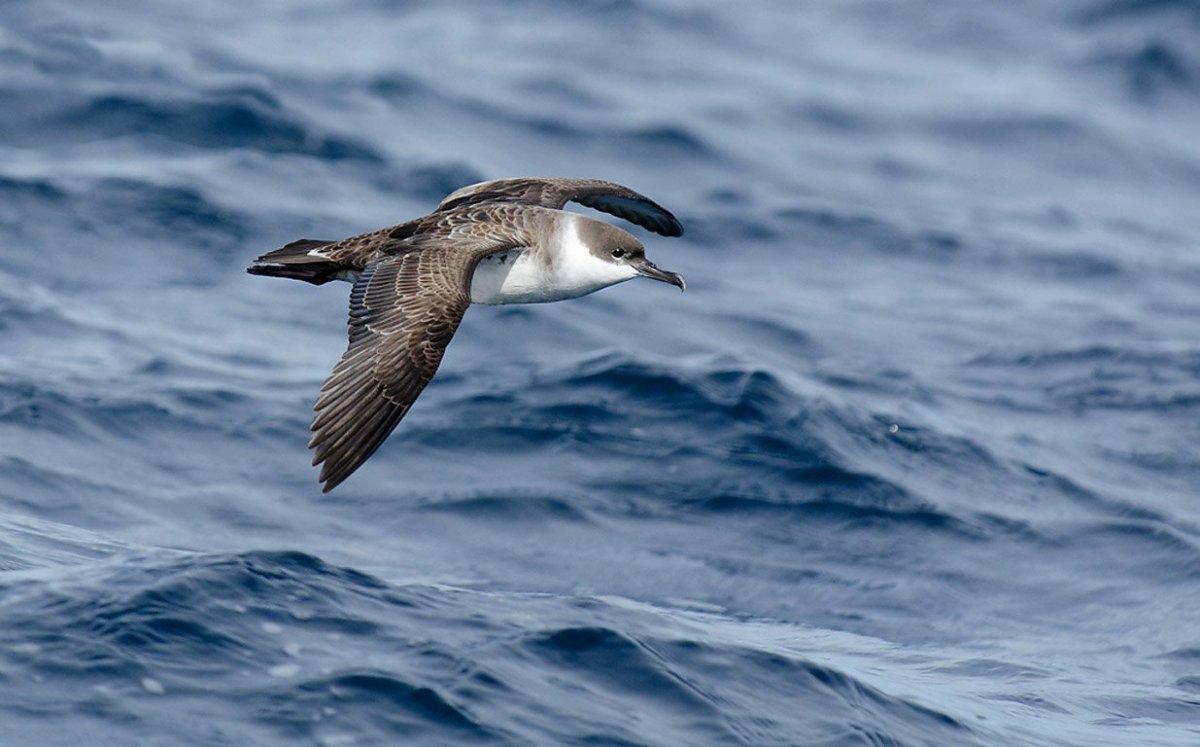 Альбатрос Буревестник