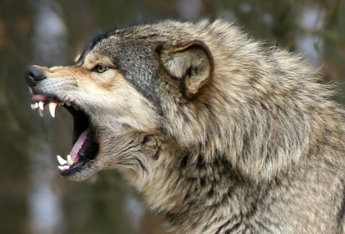 Волк оскал