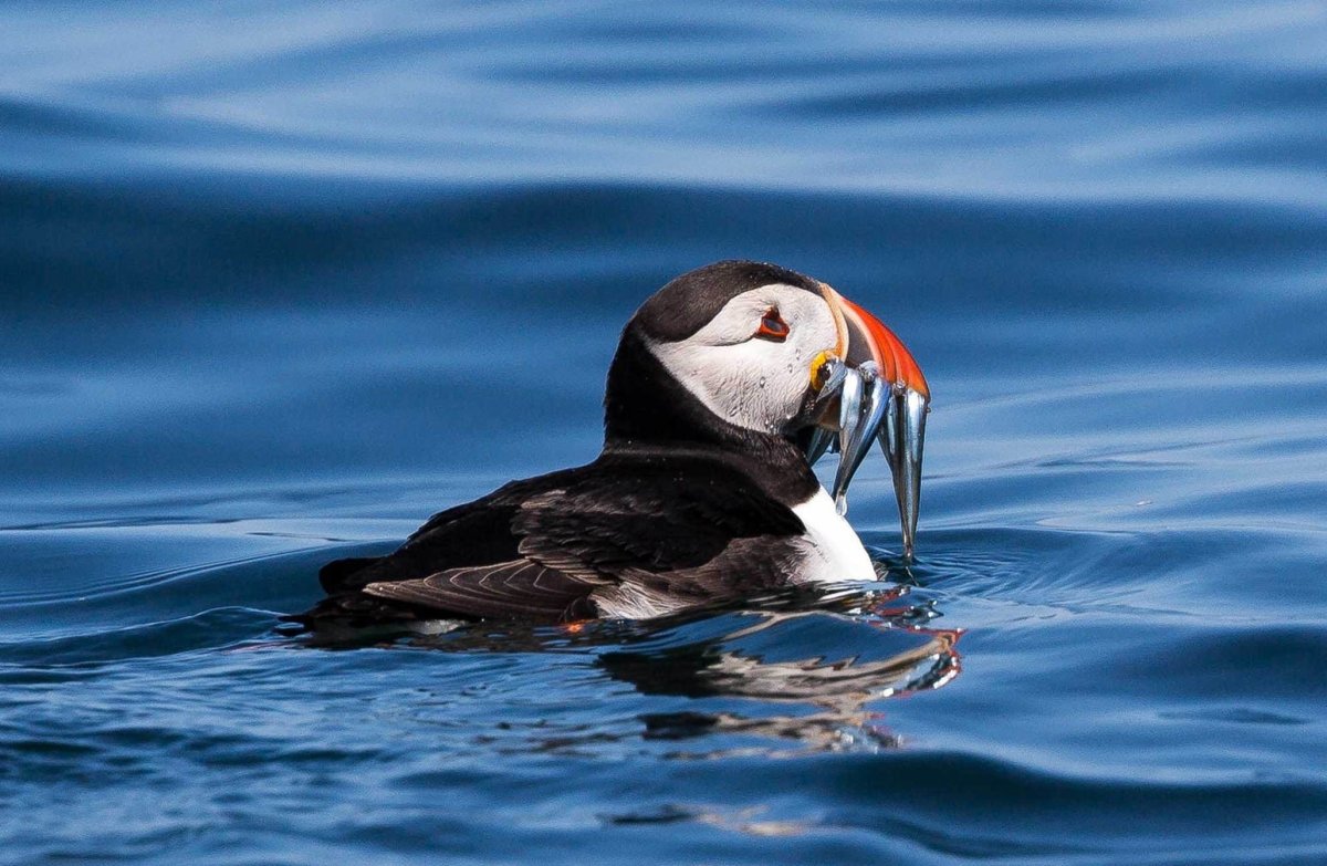 Буревестник Атлантический. Тупик