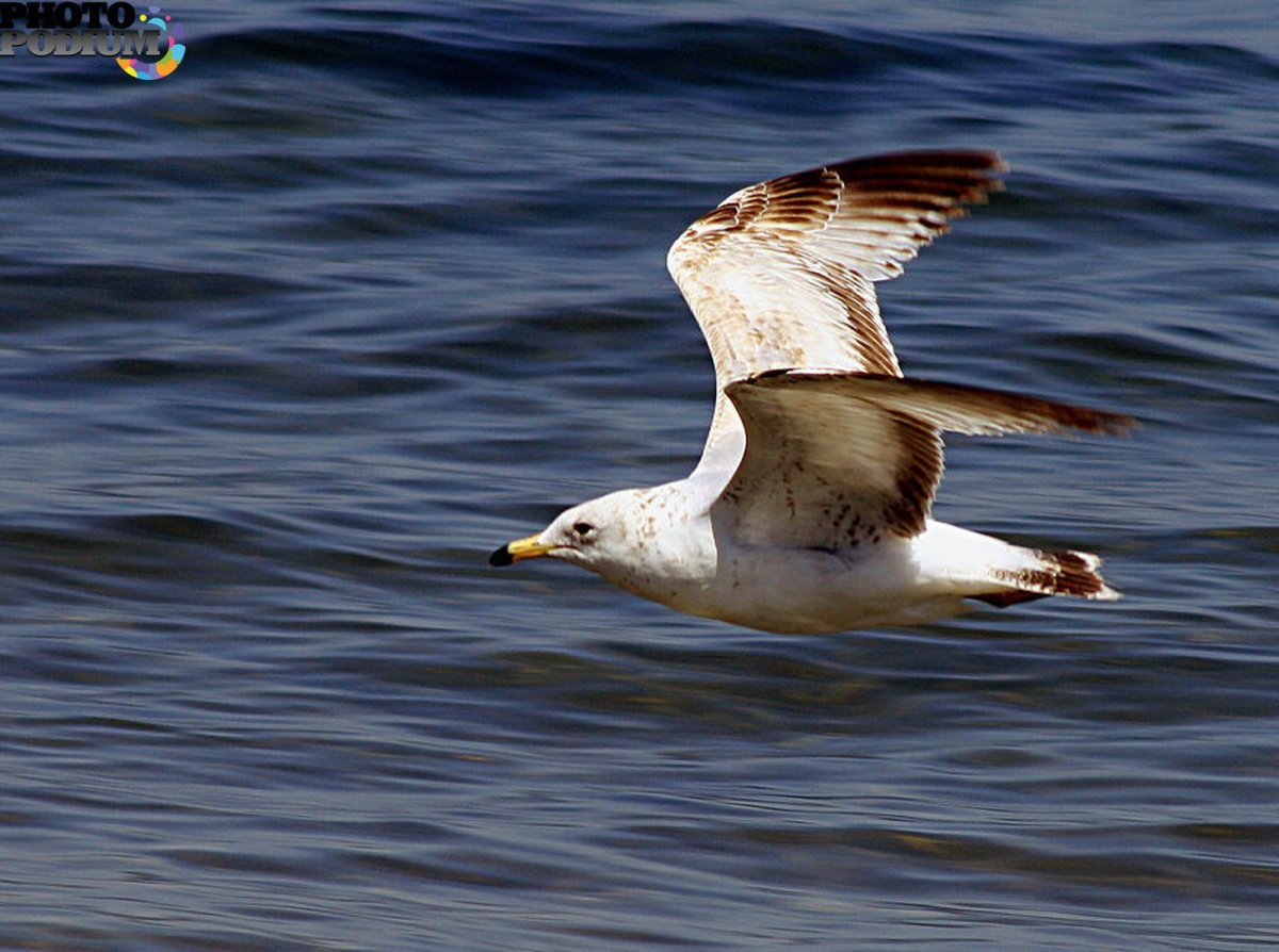 Серебристая Чайка в полете