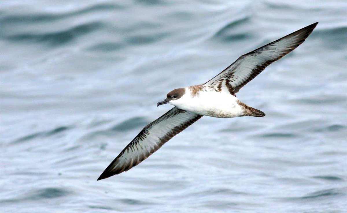 Пестролицый Буревестник