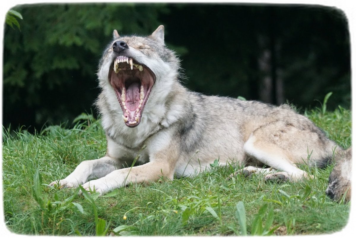 Пасть волка