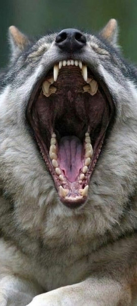 Волки кусаются