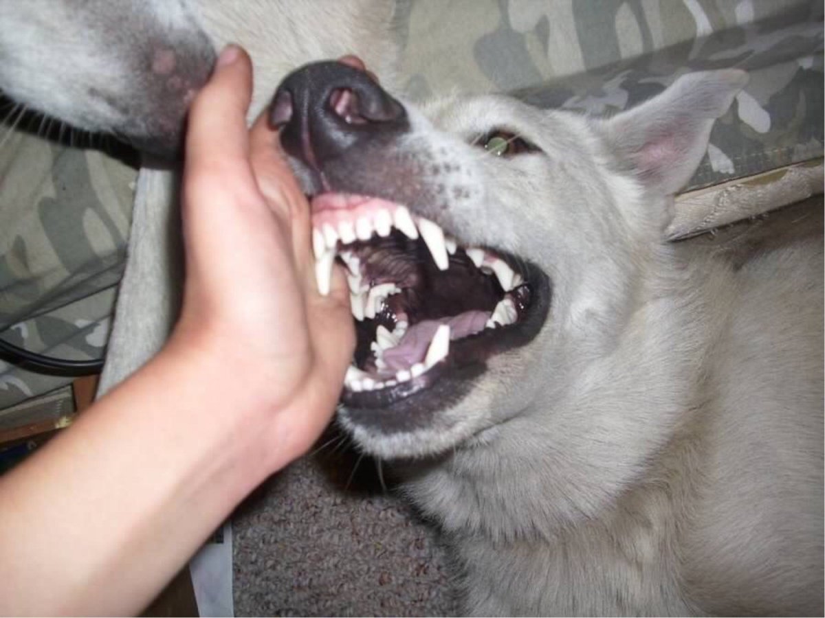 Тюлень крабоед