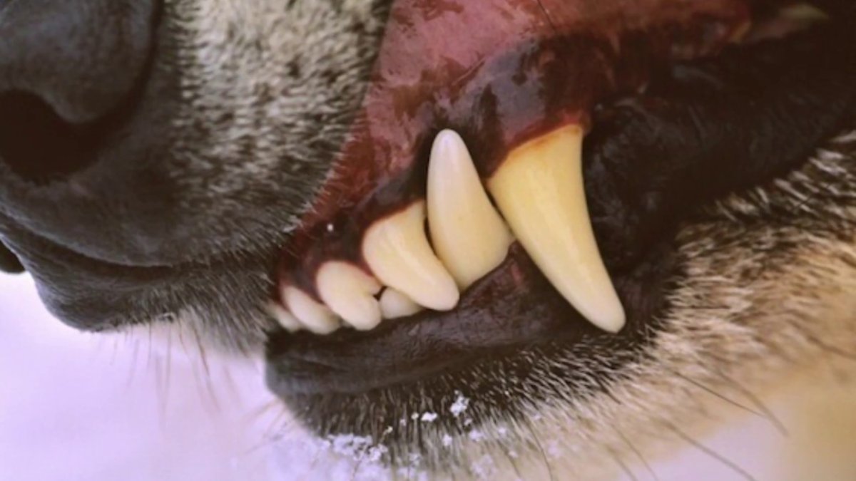 Альфа самка волчица