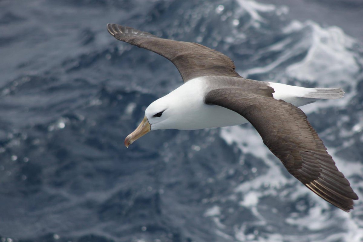 Взлетающий Альбатрос