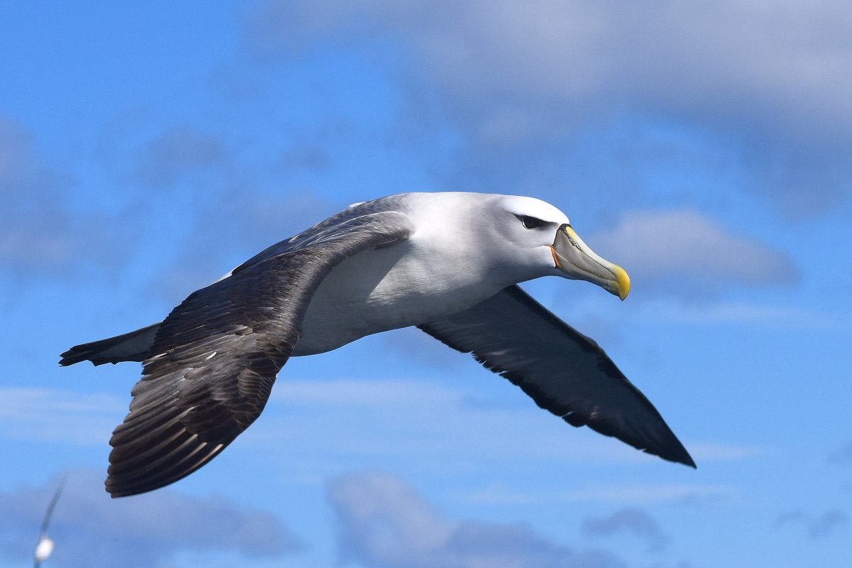 Белошапочный Альбатрос