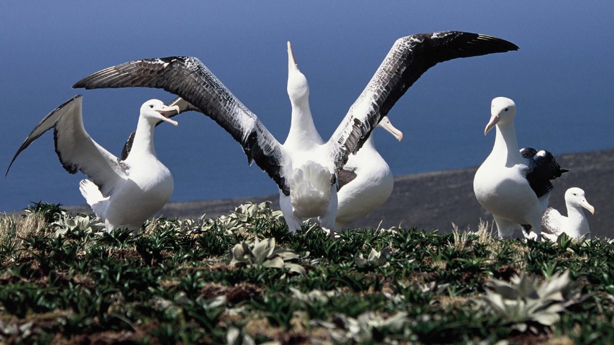 Странствующий Альбатрос колонии