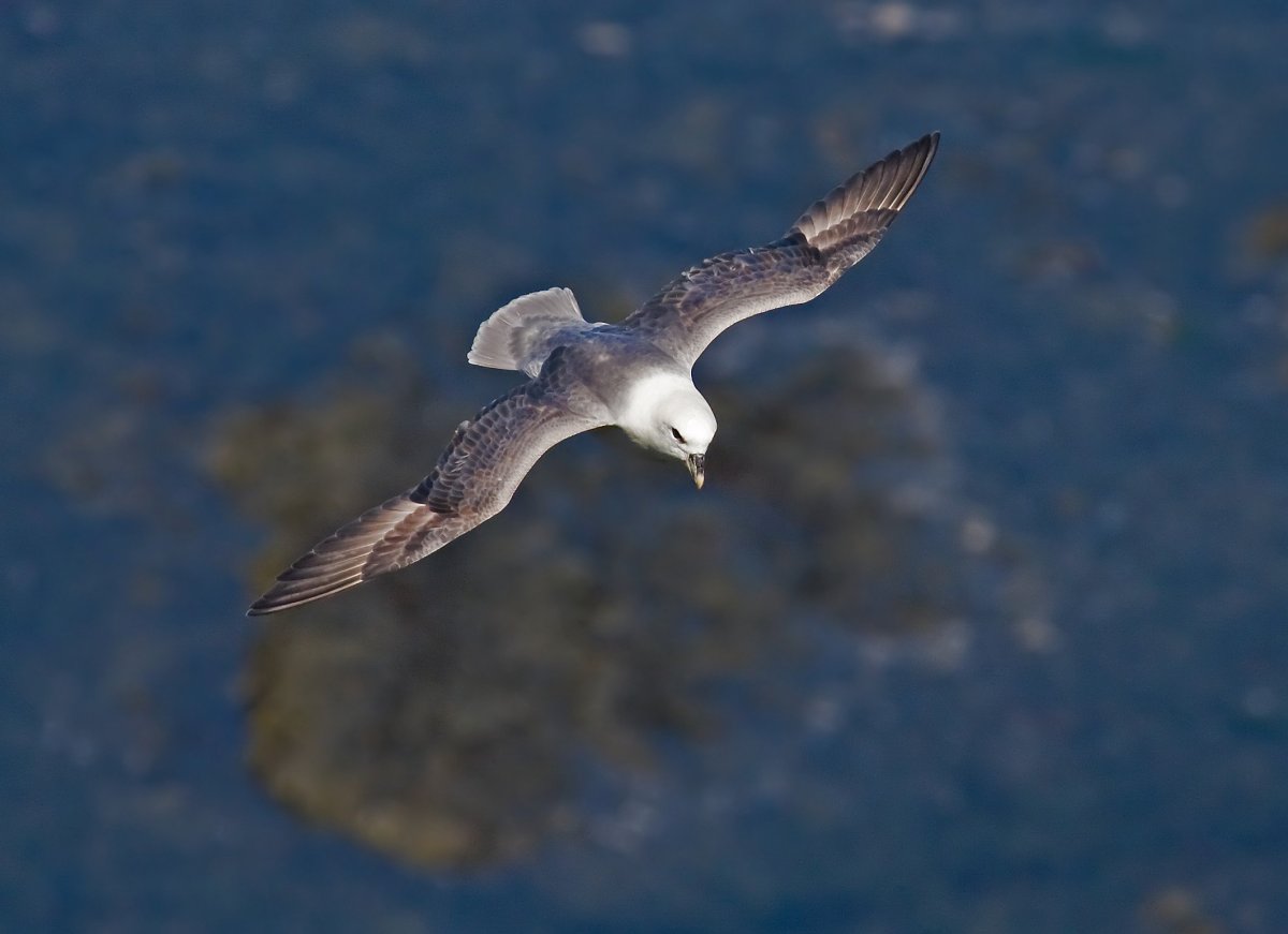 Чайка глупыш