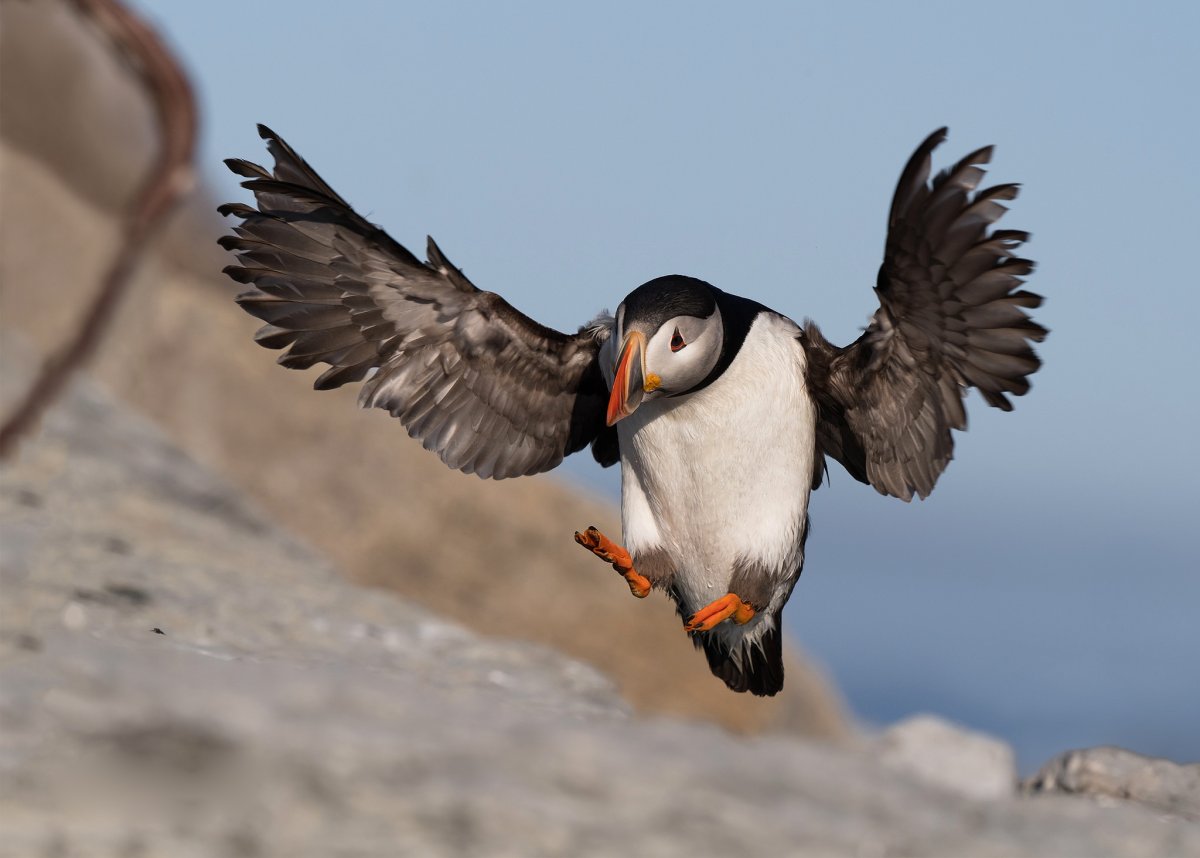 Буревестник Атлантический. Тупик