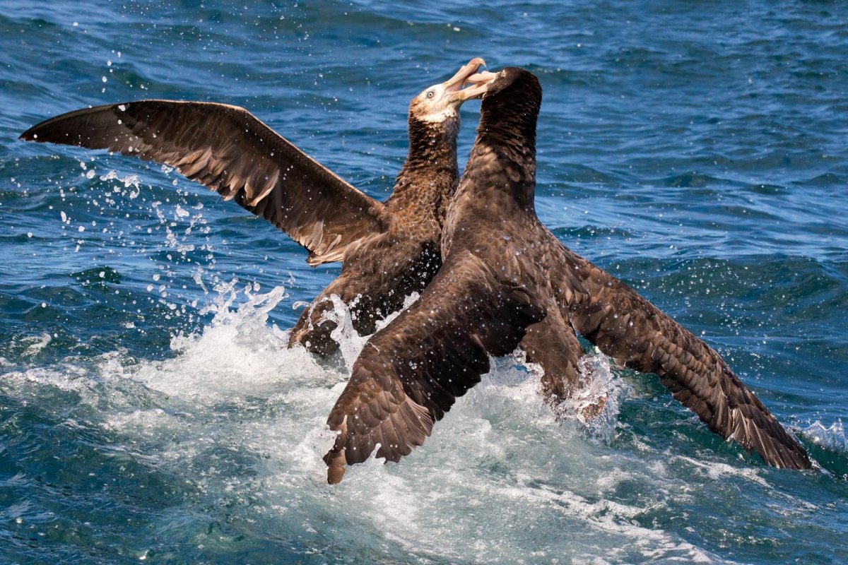 Южный гигантский Буревестник