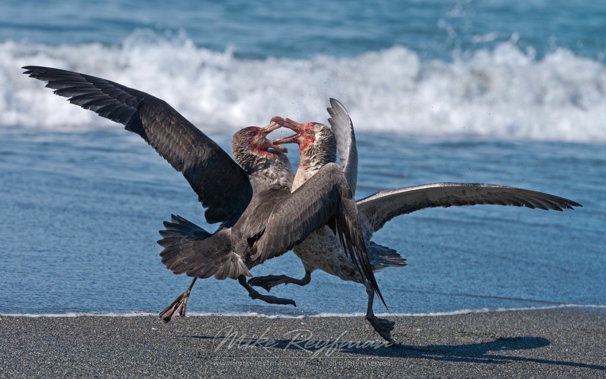 Буревестник большой хищник