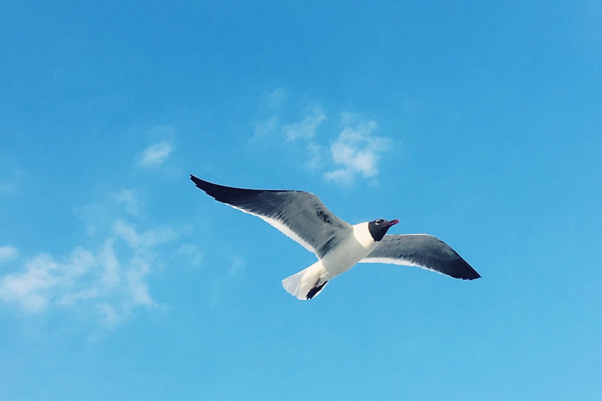 Птицы Альбатрос и Буревестник