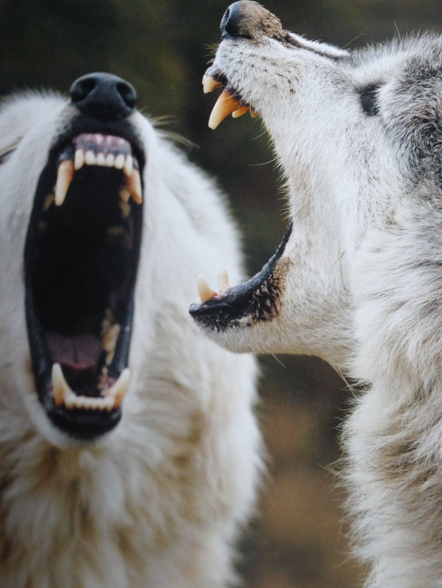 Волк с открытой пастью анфас