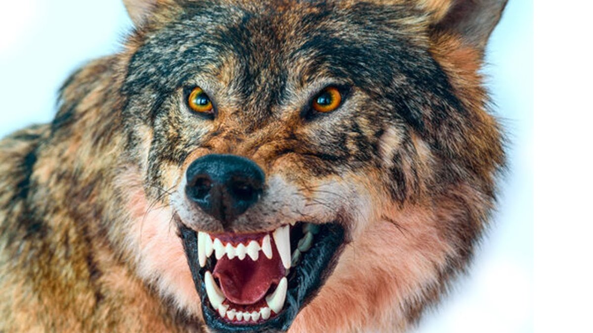 Оскал волка с кровавыми зубами