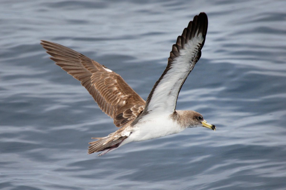 Буревестник Приморский край
