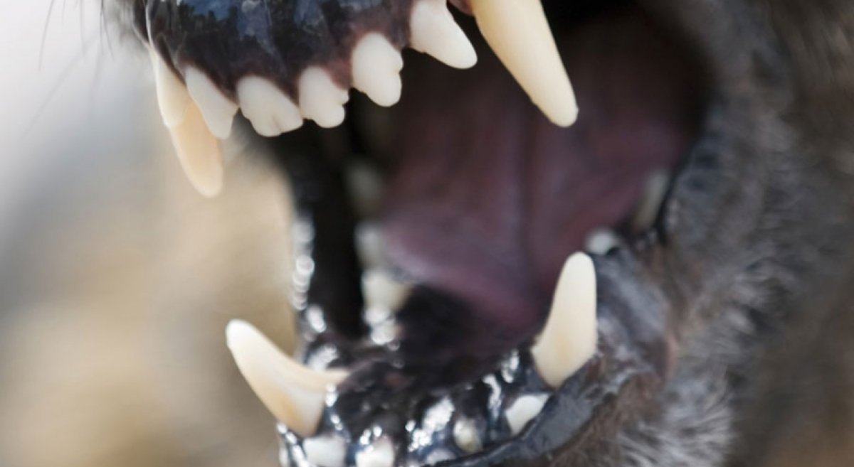 Злые животные