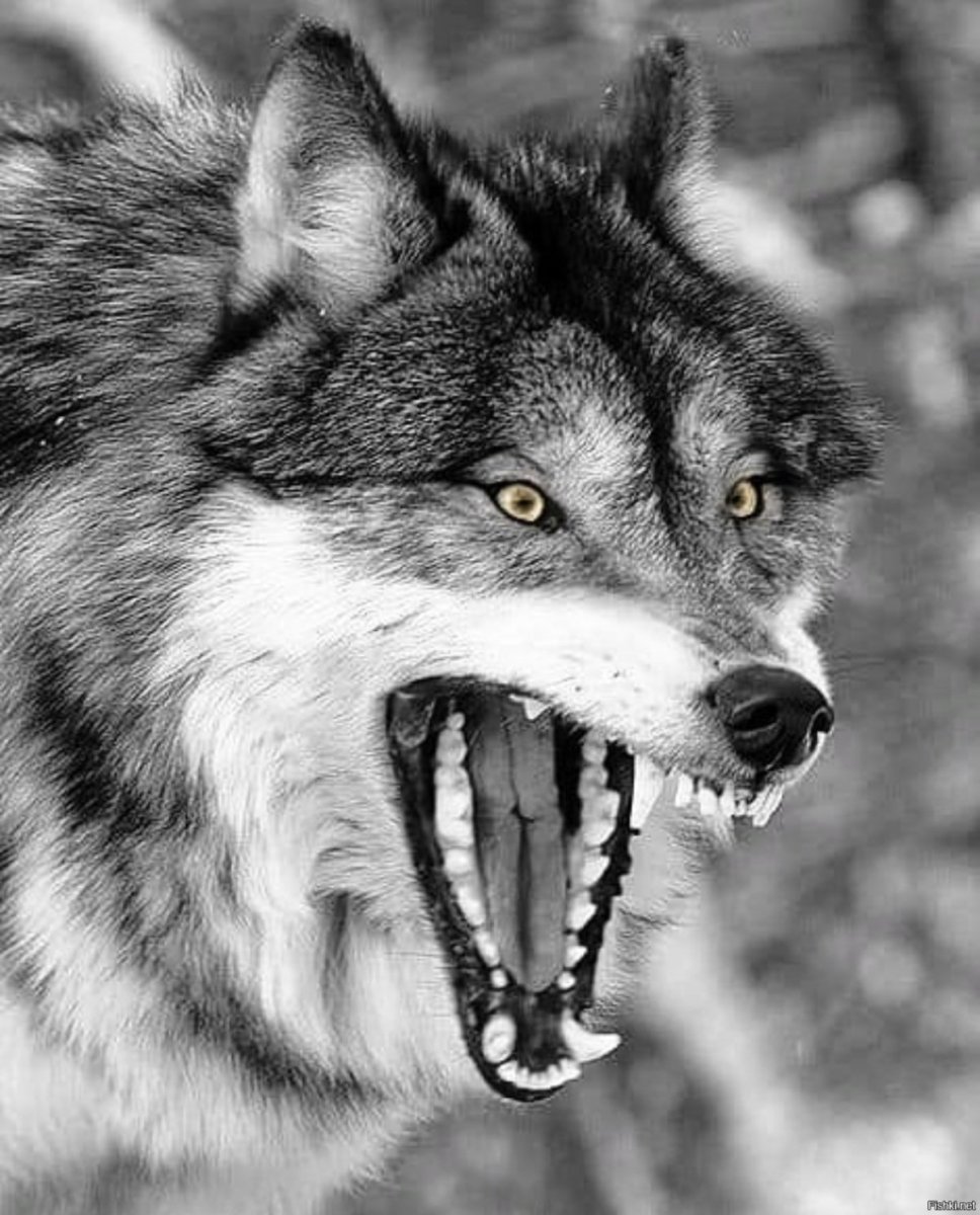 Грейвульф собака