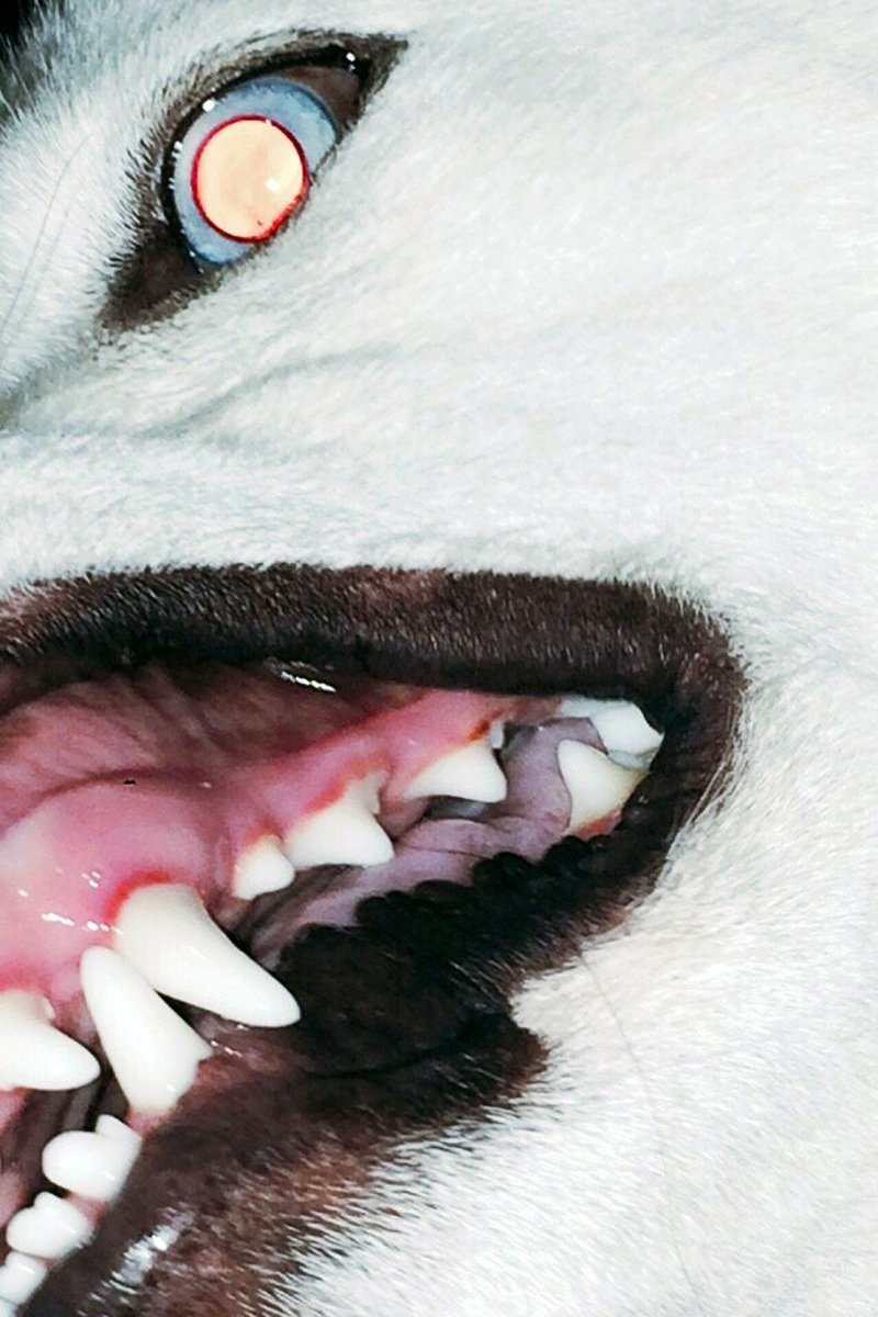 Вольф Вольф человек волк