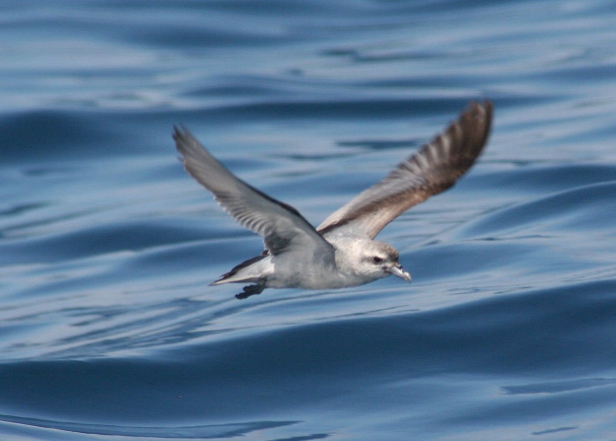 Прион птица