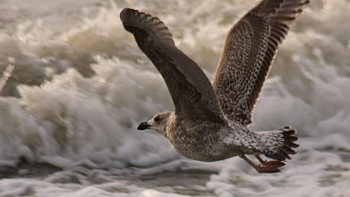 Буревестник птица