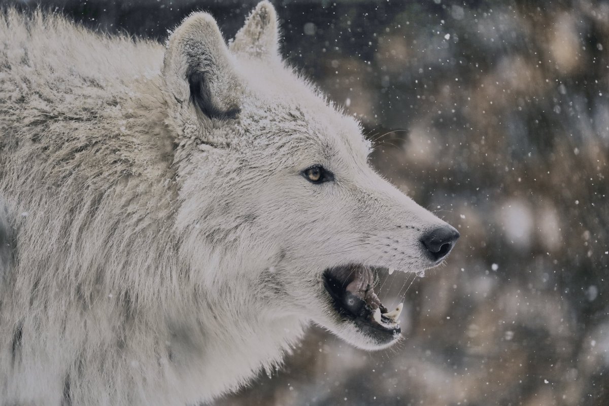 Пасть волка