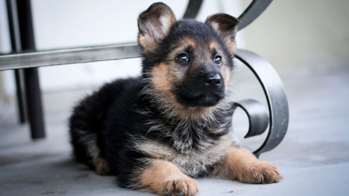 Маленькая овчарка