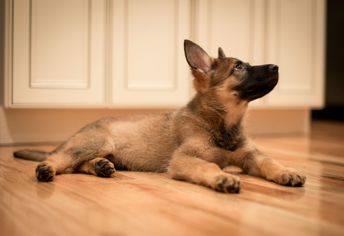 Метис корги