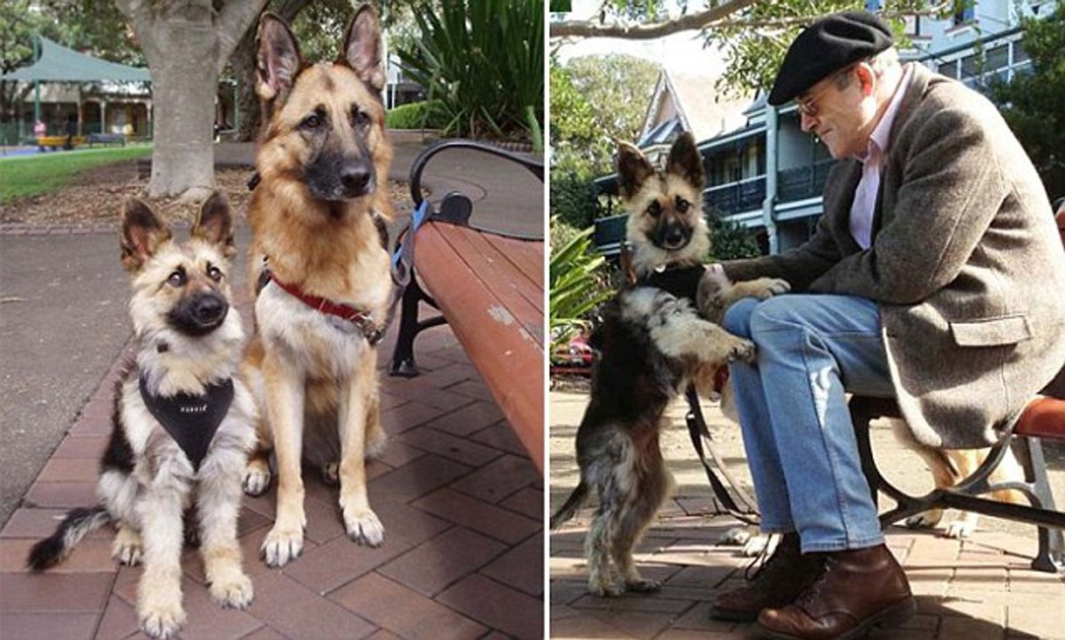 Немецкая овчарка гипофизарная карликовость