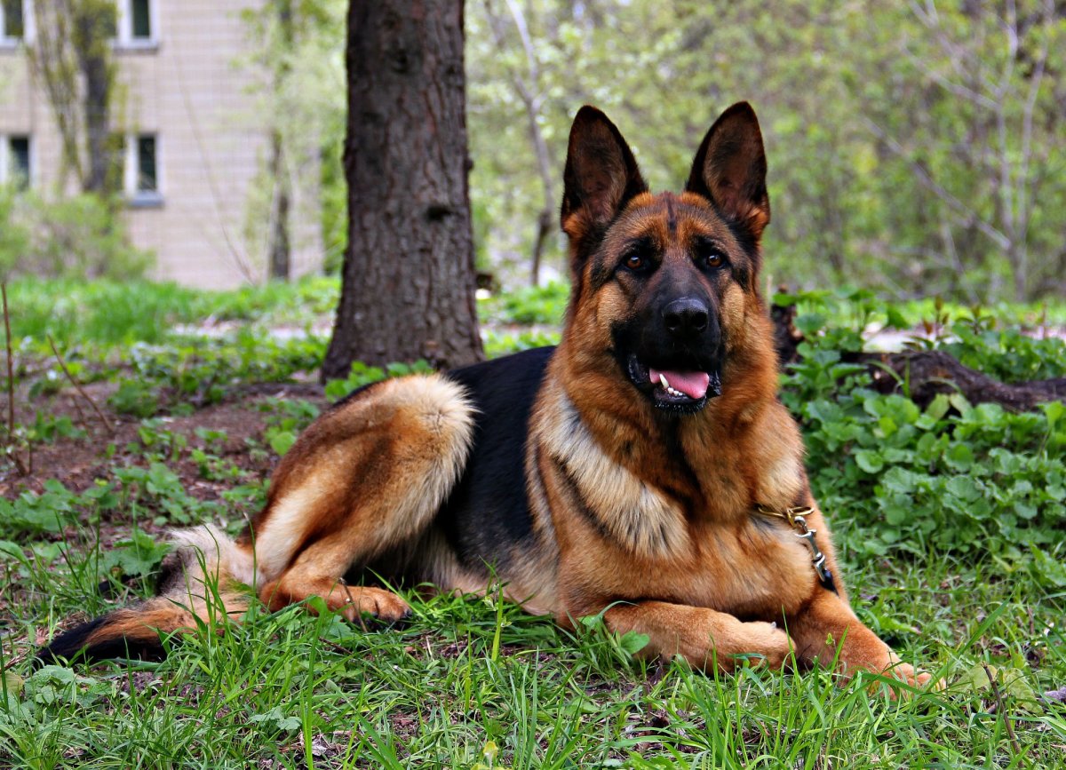 Чепрачная немецкая овчарка