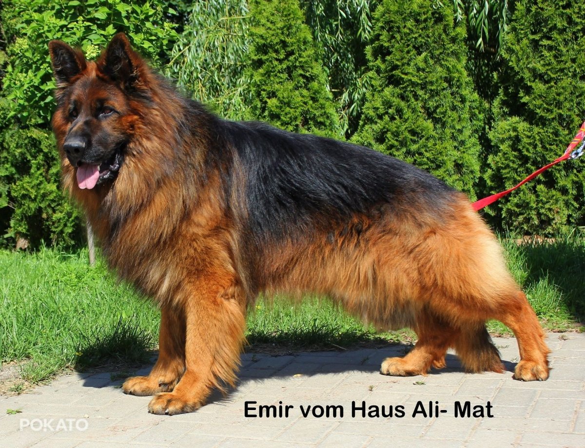 Метис малинуа и аусси