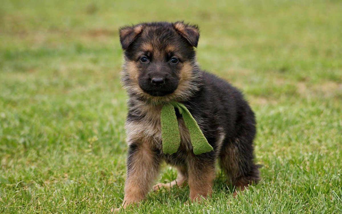 Маленькие немецкие овчарки