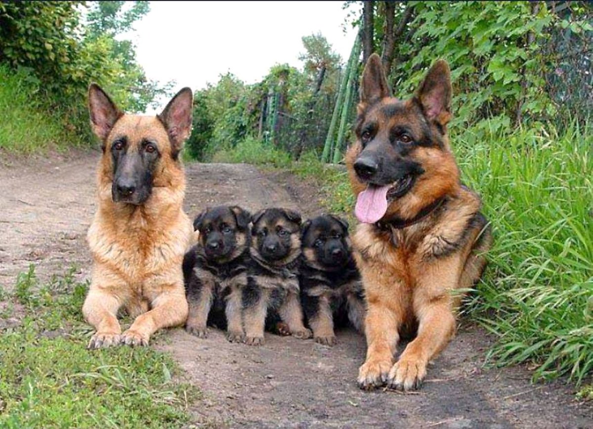 Немецкая овчарка зонарного окраса и чепрачного