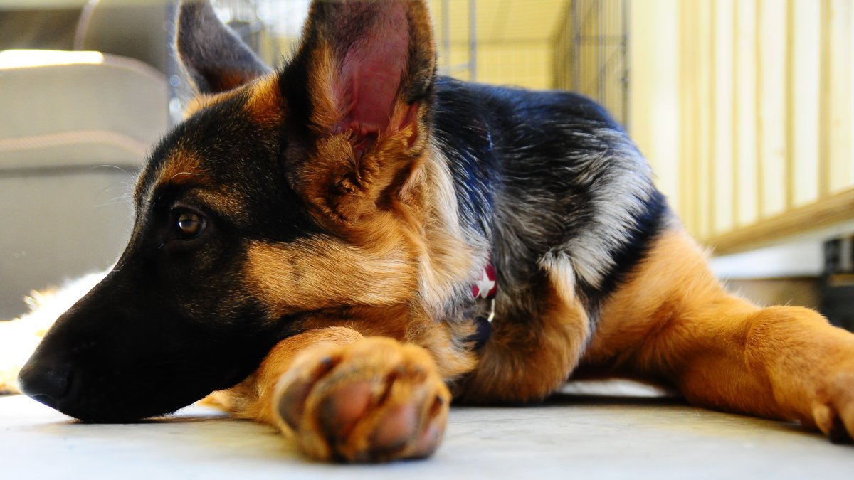 Животные собаки овчарки