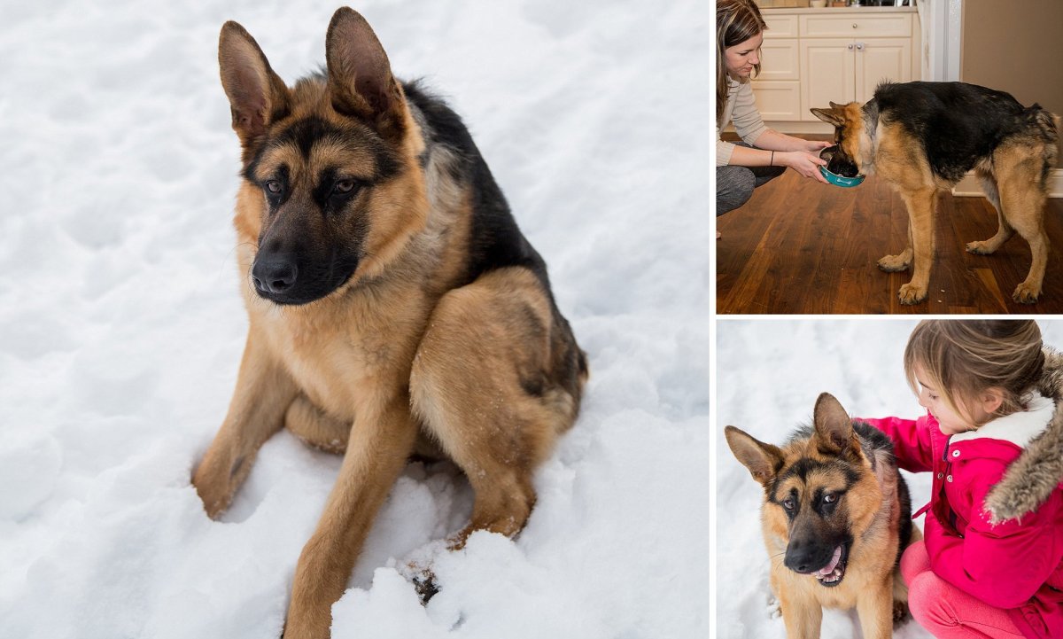 Метис аусси