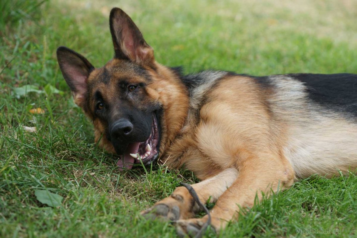 Карликовая немецкая овчарка