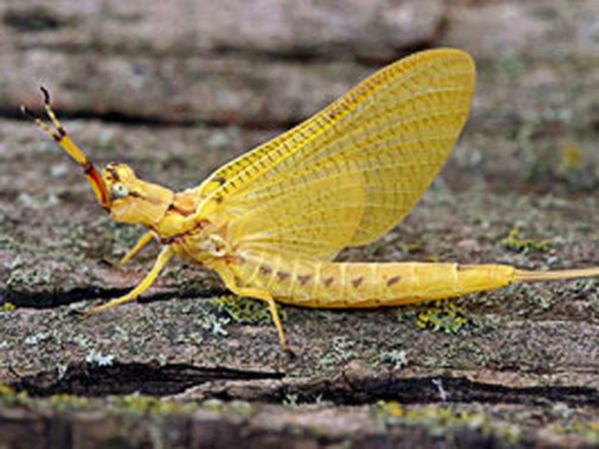 Желтая поденка